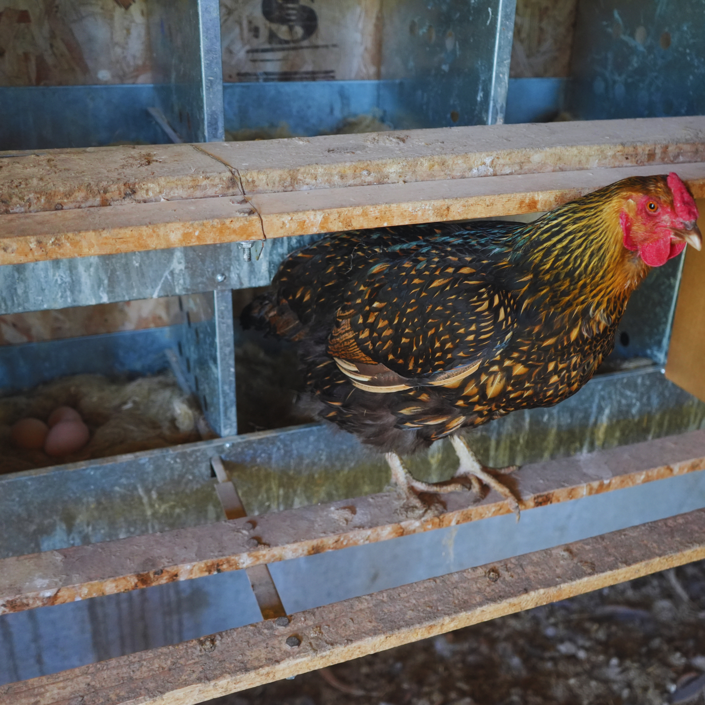 Hemp Fiber Nesting Pads